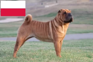 Lees meer over het artikel Shar-Pei fokkers en pups in Polen