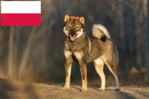 Lees meer over het artikel Shikoku fokkers en puppy’s in Polen