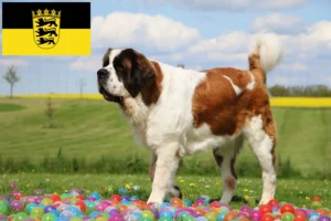 Lees meer over het artikel Sint Bernard fokkers en pups in Baden-Württemberg