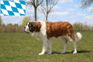 Lees meer over het artikel Sint Bernard fokkers en puppies in Beieren