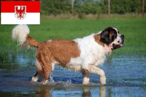 Lees meer over het artikel Sint Bernard fokkers en pups in Brandenburg