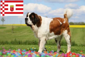 Lees meer over het artikel Sint Bernard fokkers en pups in Bremen