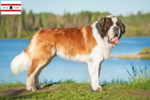 Lees meer over het artikel Sint Bernard fokkers en pups in Drenthe