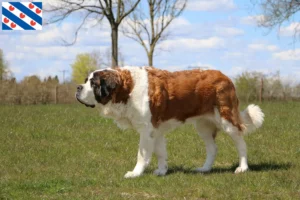 Lees meer over het artikel Sint Bernard fokkers en pups in Friesland