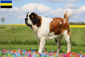 Lees meer over het artikel Sint Bernard fokkers en pups in Gelderland