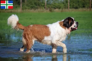 Lees meer over het artikel Sint Bernard fokkers en pups in Groningen