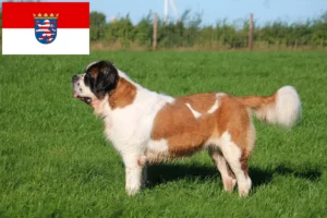 Lees meer over het artikel Sint Bernard fokkers en pups in Hessen