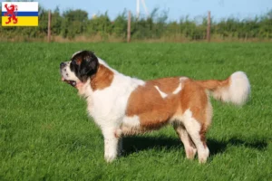 Lees meer over het artikel Sint Bernard fokkers en pups in Limburg