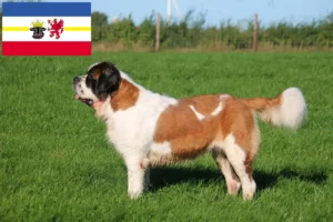Lees meer over het artikel Sint Bernard fokkers en pups in Mecklenburg-Vorpommern