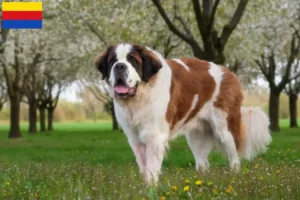 Lees meer over het artikel Sint Bernard fokkers en pups in Noord-Holland