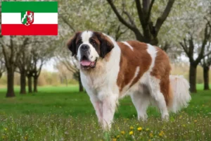 Lees meer over het artikel Sint Bernard fokkers en pups in Noordrijn-Westfalen