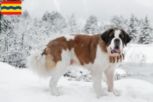 Lees meer over het artikel Sint Bernard fokkers en pups in Overijssel