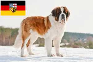 Lees meer over het artikel Sint Bernard fokkers en pups in Saarland