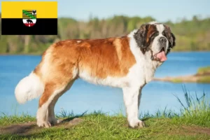 Lees meer over het artikel Sint Bernard fokkers en pups in Saksen-Anhalt
