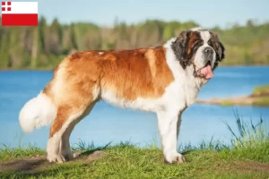 Lees meer over het artikel Sint Bernard fokkers en pups in Utrecht