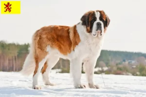 Lees meer over het artikel Sint Bernard fokkers en pups in Zuid-Holland