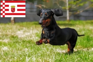 Lees meer over het artikel Teckelfokkers en puppies in Bremen