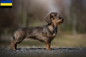 Lees meer over het artikel Teckelfokkers en puppies in Gelderland