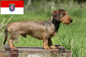 Lees meer over het artikel Teckelfokkers en puppies in Hessen