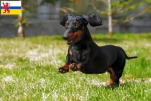 Lees meer over het artikel Teckelfokkers en puppies in Limburg
