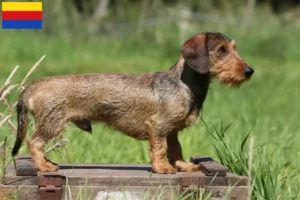 Lees meer over het artikel Teckelfokkers en puppies in Noord-Holland