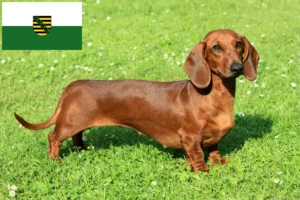 Lees meer over het artikel Teckelfokkers en puppies in Saksen