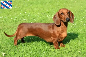 Lees meer over het artikel Teckelfokkers en puppies in Friesland