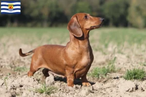 Lees meer over het artikel Teckelfokkers en pups in Zeeland