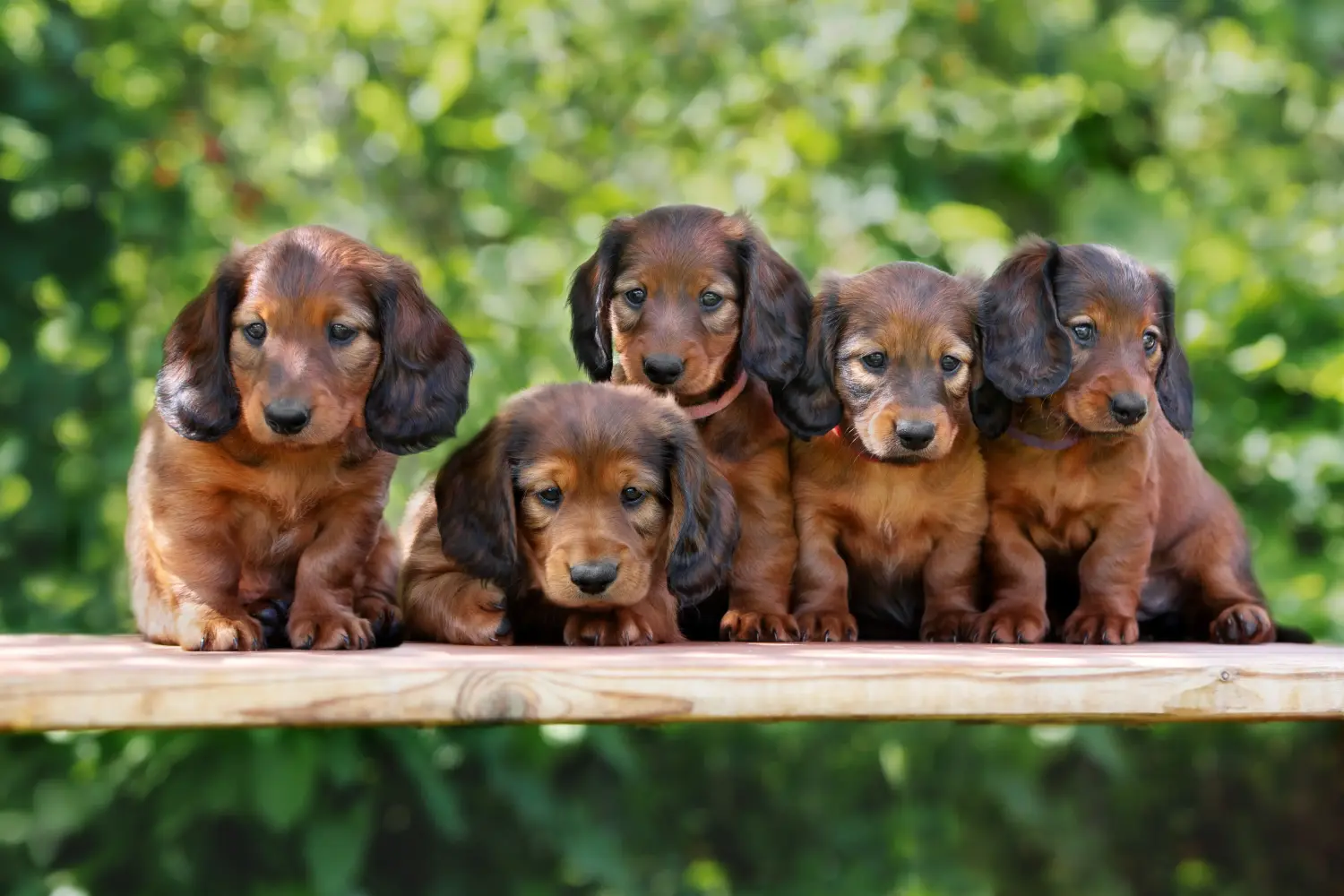 Een teckelpup kopen betekent verantwoordelijkheid nemen! Teckel puppy kopen.