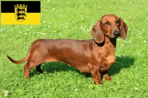 Lees meer over het artikel Teckelfokkers en puppies in Baden-Württemberg