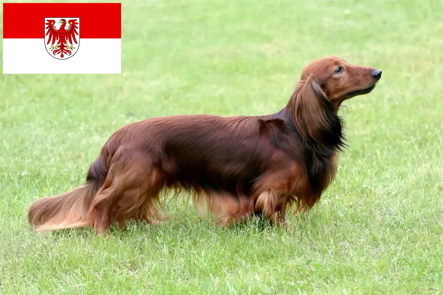 Teckel puppy's en fokkers Brandenburg Hier vind je teckelfokkers in Brandenburg.