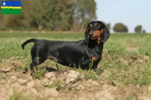 Lees meer over het artikel Teckelfokkers en puppies in Flevoland