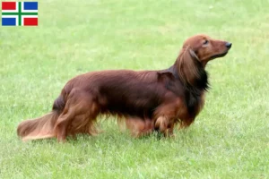Lees meer over het artikel Teckelfokkers en pups in Groningen