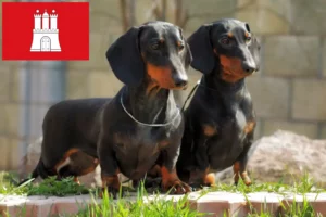 Lees meer over het artikel Teckelfokkers en puppies in Hamburg