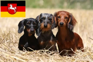 Lees meer over het artikel Teckelfokkers en puppies in Nedersaksen