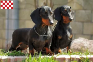 Lees meer over het artikel Teckelfokkers en pups in Noord-Brabant