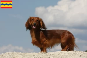 Lees meer over het artikel Teckelfokkers en puppies in Overijssel