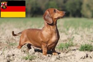 Lees meer over het artikel Teckelfokkers en puppies in Rijnland-Palts