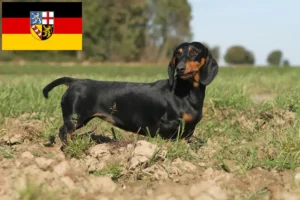 Lees meer over het artikel Teckelfokkers en puppies in Saarland