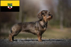 Lees meer over het artikel Teckelfokkers en puppies in Saksen-Anhalt