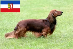 Lees meer over het artikel Teckelfokkers en puppies in Sleeswijk-Holstein