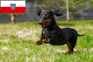 Lees meer over het artikel Teckelfokkers en puppies in Thüringen