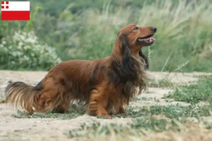 Lees meer over het artikel Teckelfokkers en puppy’s in Utrecht