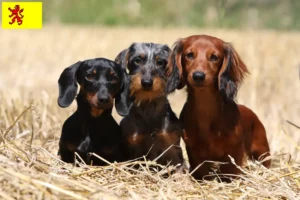 Lees meer over het artikel Teckelfokkers en puppies in Zuid-Holland
