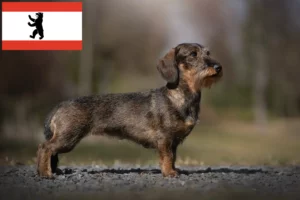 Lees meer over het artikel Teckelfokkers en puppies in Berlijn
