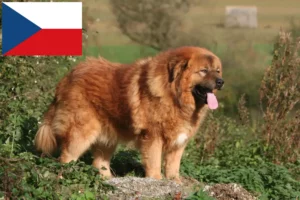 Lees meer over het artikel Tibetaanse Hondenfokker en puppies in Tsjechië