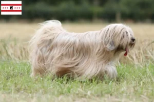 Lees meer over het artikel Tibetaanse Terriër fokkers en pups in Drenthe