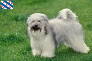Lees meer over het artikel Tibetaanse Terriër fokkers en pups in Friesland