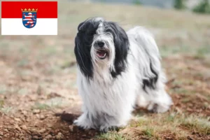 Lees meer over het artikel Tibetaanse Terriër fokkers en pups in Hessen