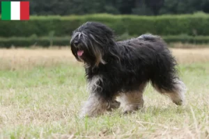 Lees meer over het artikel Tibetaanse Terriër fokkers en puppies in Italië